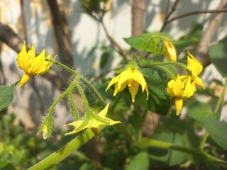 Yellow tomato flower on plant,Flowers and plants with unripe tomatoes,Yellow tomato flower,Tomato plant with green tomatoes,Small tomato plant blooming in the garden and tomatoes with flowers.