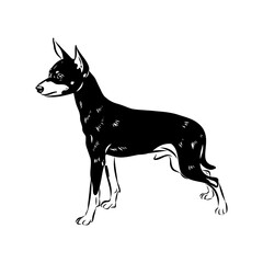 English toy terrier, vector sketch English toy terrier detailed drawn dog.