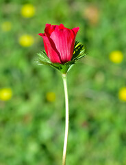 wild red flowers, red anemone photos