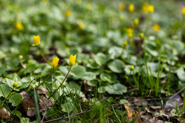 A field of bright yellow flowers emerging from a dense carpet of green leaves, capturing a springtime scene. The buds and blossoms stand upright, creating a contrast against the lush foliage.