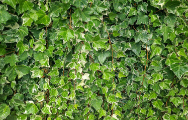 green wall of ivy leaves with a beautiful white pattern. wet leaves with droplets after rain