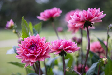 Obraz premium A close-up red dahlias in full bloom with delicate petals and lush green leaves. The flowers are fresh, detailed, and striking against a blurred natural background, creating a vivid garden scene.