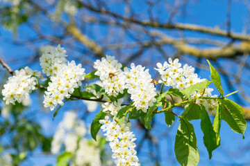 Background with flowering bird cherry tree branches in springtime, bird cherry tree branches on blue sky background, springtime concept, close up