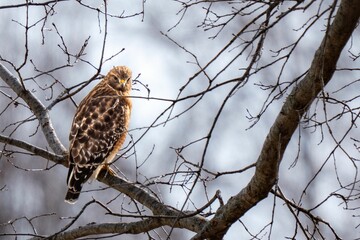 Majestic Hawk on a Tree Branch