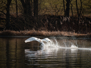 swan on the lake