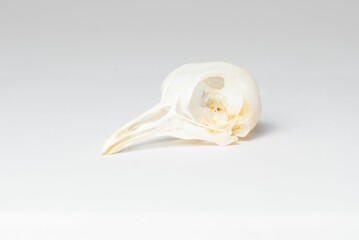 Bird Skull Close-Up on White Background