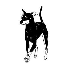 English toy terrier, vector sketch English toy terrier detailed drawn dog.