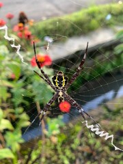 Cobwebs on the grass. Argiope anasuja is family Araneidae