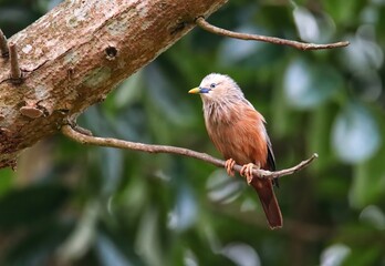 Chestnut-tailed Starling