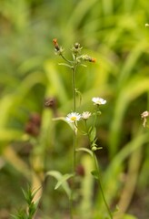 Vertical shot of daisies growing outdoor