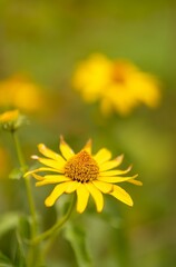 Vertical shot of a false sunflower on blurred green background