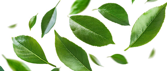 Naklejka premium Flying green leaves on isolated background