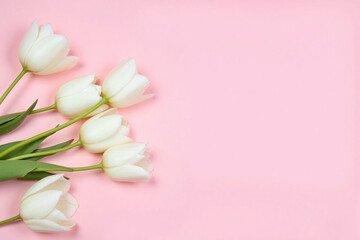white tulips on a pink background