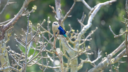 Blue-bellied Roller on a branch. Coracias cyanogaster, Bioparc, Doué la Fontaine, Doué en Anjou,...