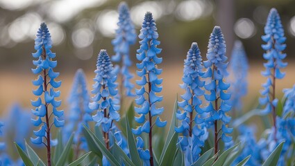 Naklejka premium Close-up view of lush blue flowers in bloom, showcasing vibrant colors and delicate textures against a blurred natural background