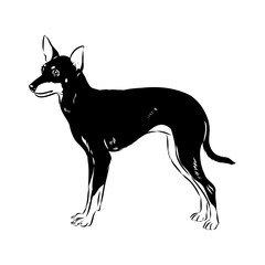 English toy terrier, vector sketch English toy terrier detailed drawn dog.