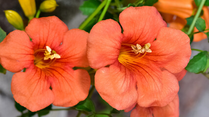orange ornamental tree flowers photos
