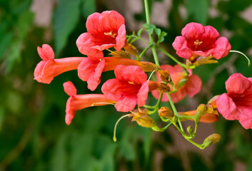 orange ornamental tree flowers photos