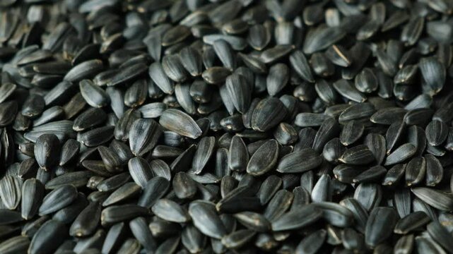 Scattering of black sunflower seeds on white background macro slow motion.