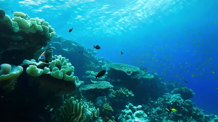 Zoom out video, ambient light, establishing scene, moving away from a close-up of vibrant coral polyps to reveal the bustling life of the reef under gentle ambient light
