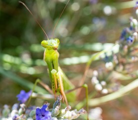 Closeup of a European mantis (Mantis religiosa)