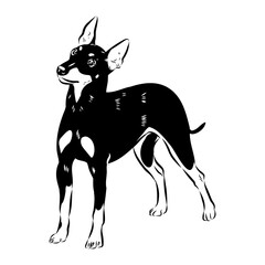 English toy terrier, vector sketch English toy terrier detailed drawn dog.