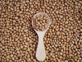 Whole dry soya beans or Soybean on purple background.