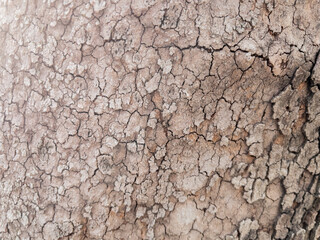 Dry tree bark texture as background