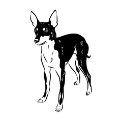 English toy terrier, vector sketch English toy terrier detailed drawn dog.