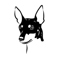 English toy terrier, vector sketch English toy terrier detailed drawn dog.