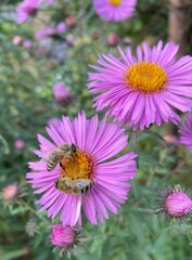 Close up on honey bees feeding on pink aster in the autumn garden