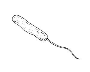 Vector illustration of a monotrichous bacterium in black and white line art technique. Hand drawn microbial cell for medical and healthcare designs related to infection and disease prevention