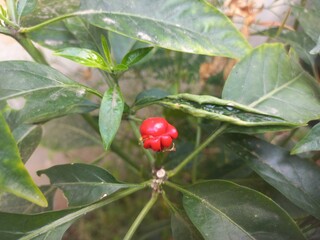 This chili plant was garden to It has fruit,green and red chilie plant in garden