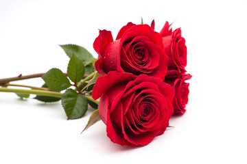 Fototapeta premium Three red roses with water droplets on them on a white background