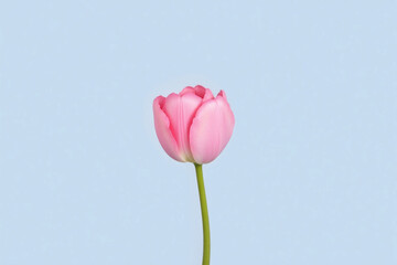 single pink tulip with a bandage wrapped around it