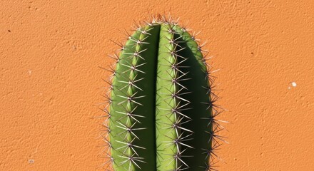 Naklejka premium Spiny Cactus Against Warm Orange Wall: A Minimalist Botanical Study