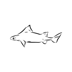 Australian centrina, vector sketch shark, vector sketch Vector illustration of a shark