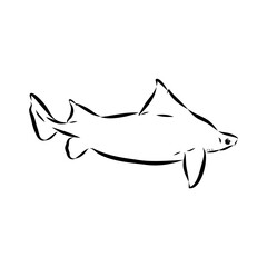 Obraz premium Australian centrina, vector sketch shark, vector sketch Vector illustration of a shark