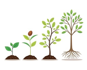 Fototapeta premium The stages of a plant's growth, from seed to tree.