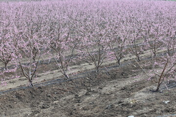 rows of peach tree with pink flowers in an orchard
