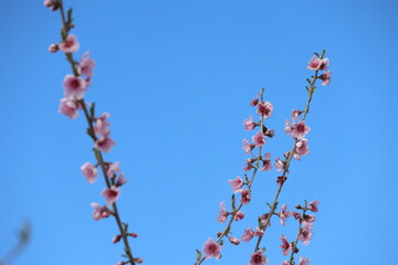 Peach tree blossoms in early spring