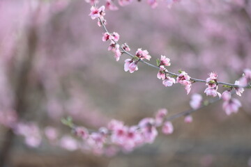 Peach tree blossoms in early spring