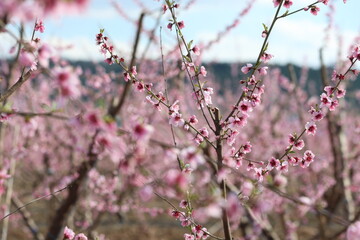 Peach tree blossoms in early spring