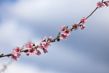 Peach tree blossoms in early spring