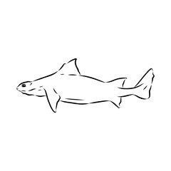Obraz premium Australian centrina, vector sketch shark, vector sketch Vector illustration of a shark