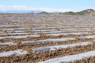 Vegetable cultivation under plastic mulch
