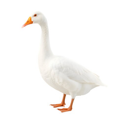 Obraz premium White domestic goose transparent background