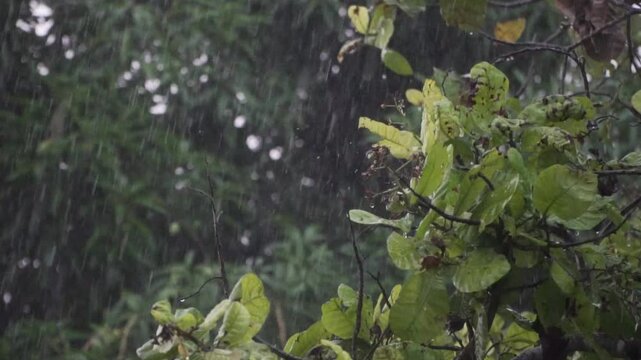 Close-up of green leaves in heavy tropical rain, water droplets visible.