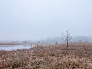 nature landscape in floodplanes of river rhine near amerongen in dutch province of utrecht