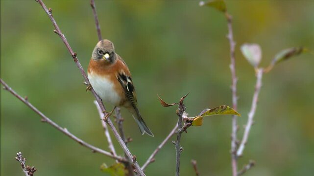Brambling bird, Fringilla montifringilla. Small passerine bird also called the cock o the north and the mountain finch perched in a tree top close up.